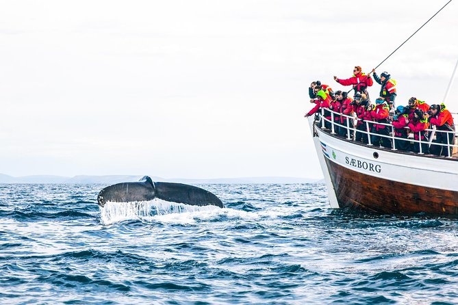 Traditional Oak Ship Whale Watching Tour From Husavik - A crew that adds real value