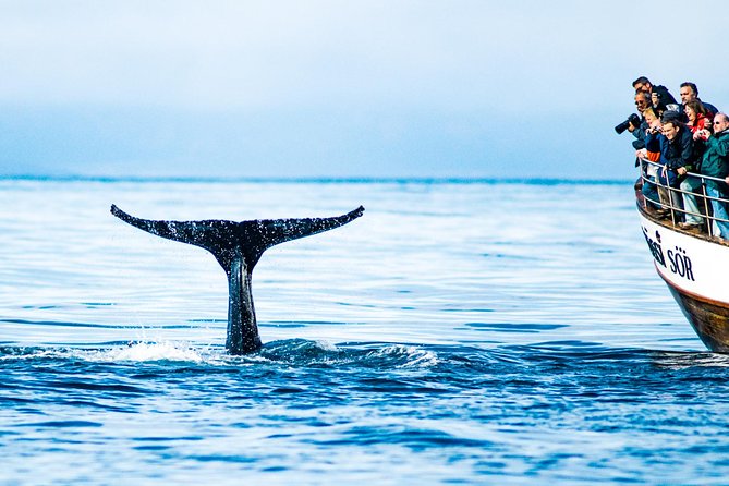 Traditional Oak Ship Whale Watching Tour From Husavik - Is $118.56 a fair price?