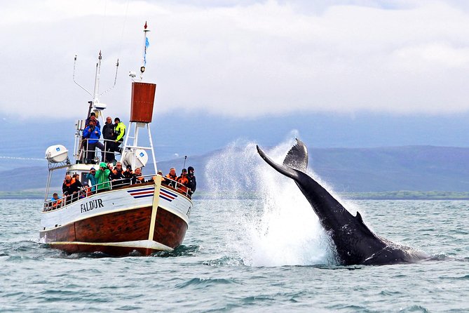 Traditional Whale Watching from Húsavík by Local Family Company - What happens from check-in to open water