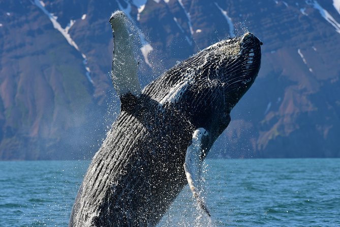 Traditional Whale Watching from Húsavík by Local Family Company - How much of the trip is actual whale watching?