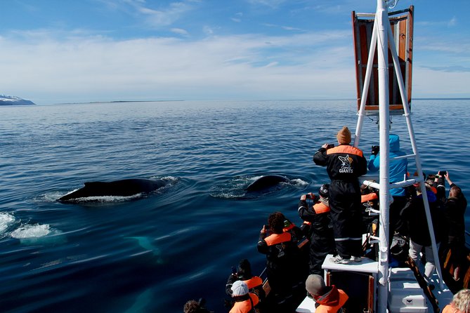 Traditional Whale Watching from Húsavík by Local Family Company - Cold, spray, and seasickness