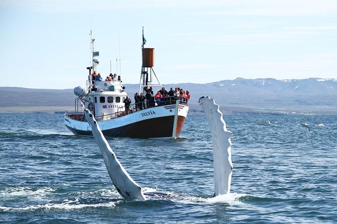 Traditional Whale Watching from Húsavík by Local Family Company - Guides, commentary, and the human side