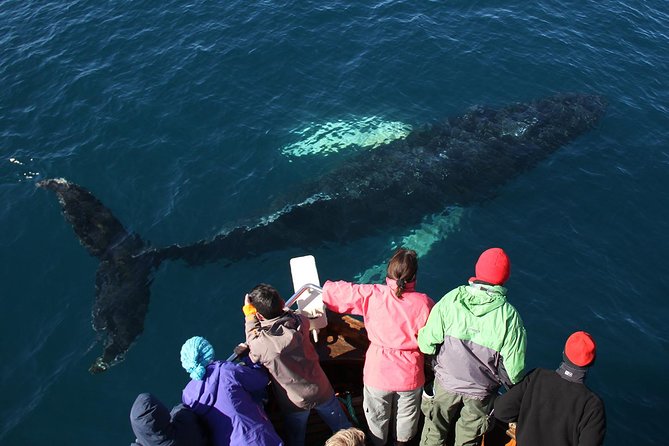 Traditional Whale Watching from Húsavík by Local Family Company - Getting there from Akureyri and Húsavík