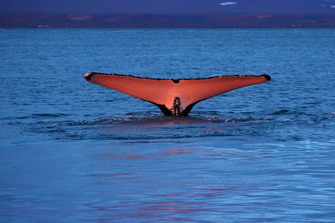 Traditional Whale Watching from Húsavík by Local Family Company - The search for whales, dolphins, and puffins