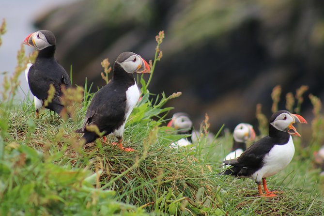 Two-In-One: Whale & Puffin Watching Tours from Reykjavik - At a Glance: What You Get for $140