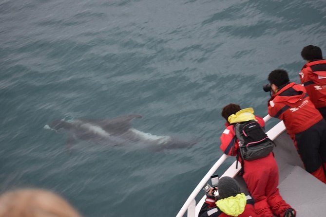 Two-In-One: Whale & Puffin Watching Tours from Reykjavik - Two Trips, Not One Combined Cruise