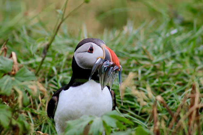 Two-In-One: Whale & Puffin Watching Tours from Reykjavik - Guides Who Help You See More
