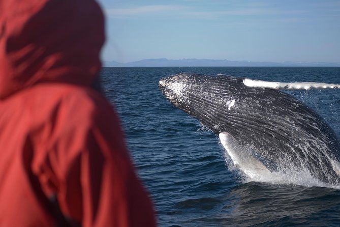 Two-In-One: Whale & Puffin Watching Tours from Reykjavik - Is the $140 Price Fair?