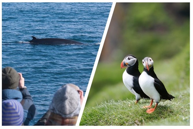 Two-In-One: Whale & Puffin Watching Tours from Reykjavik - Puffin Watching Near Lundey