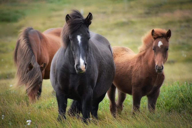 Viking Horse Riding and Golden Circle Tour from Reykjavik - Gullfoss: the day’s most powerful view