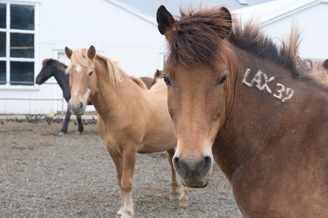 Viking Horse Riding and Golden Circle Tour from Reykjavik - Timing, food, and the practical tradeoffs