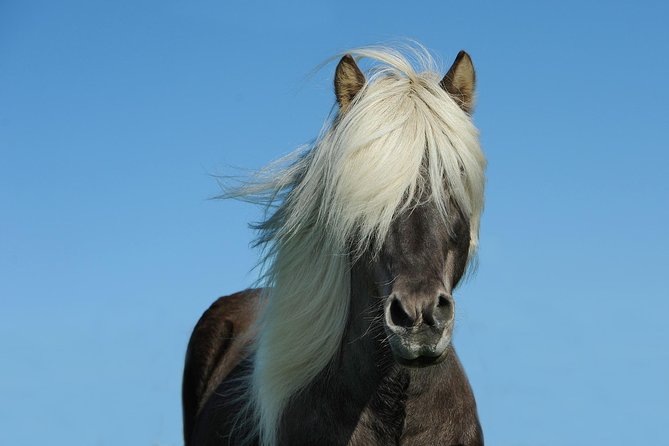 Viking Horse Riding and Golden Circle Tour from Reykjavik - Who will enjoy this nine-hour Iceland day