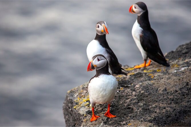Westman Islands, Volcanoes and Puffins Small Group Tour - Group size, guiding, and what is included