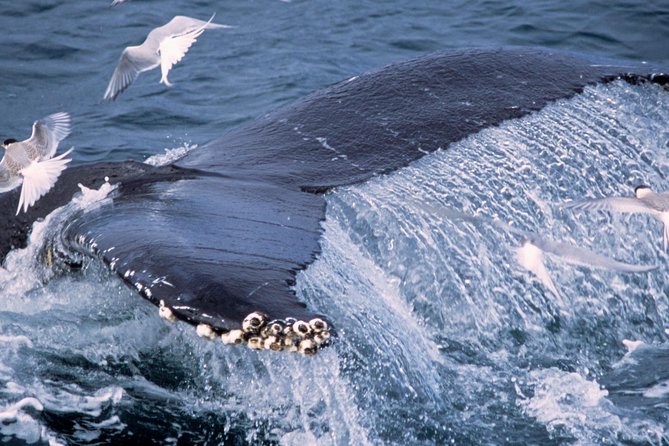 Whale Watching and Golden Circle Tour from Reykjavik - A short look at geothermal Hveragerði