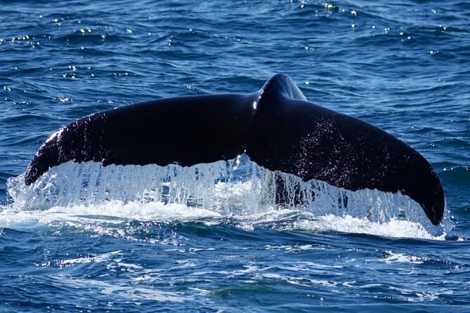 Whale Watching and Marine Life Tour in Reykjavik - Harpa and the first water views
