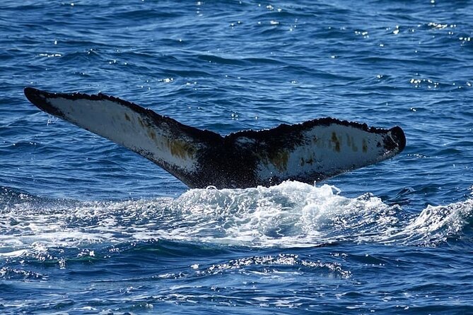 Whale Watching and Marine Life Tour in Reykjavik - Dolphins, porpoises and puffin islands