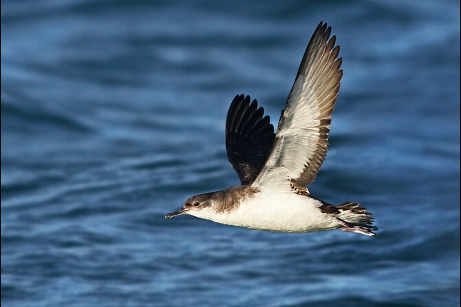 Whale Watching and Marine Life Tour in Reykjavik - Wildlife ethics and the captain’s approach