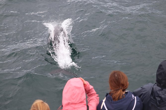 Whale Watching and Northern Lights Half-Day Combo Tour - Warm clothing and seasickness help make a difference