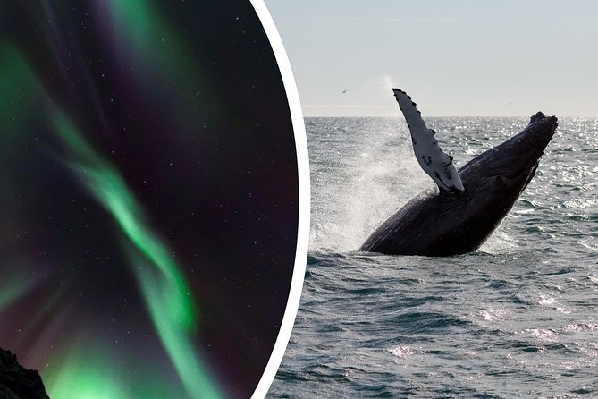 Whale Watching and Northern Lights Half-Day Combo Tour - The price makes sense for the right Iceland itinerary