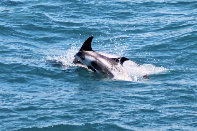 Whale Watching and Northern Lights Half-Day Combo Tour - Who will enjoy this combo most