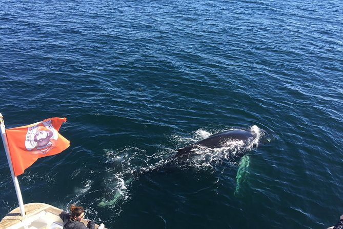 Whale Watching and Northern Lights Half-Day Combo Tour - What the daytime whale cruise is really like