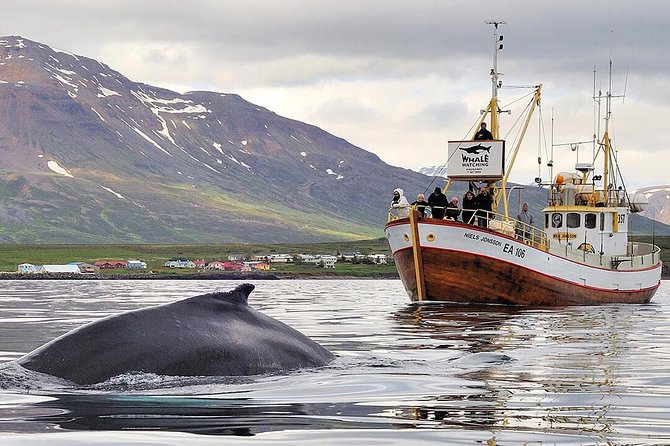 Whale Watching and Sea Angling Tour - Key points to know before you book