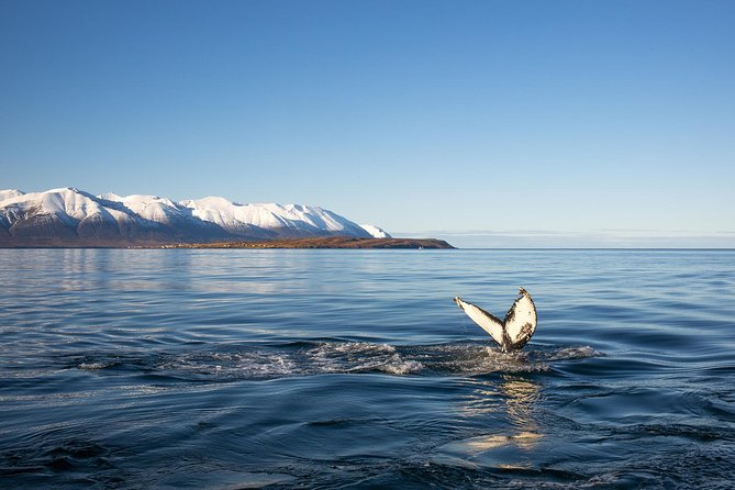 Whale Watching and Sea Angling Tour - Why Hauganes is a smart whale-watching base