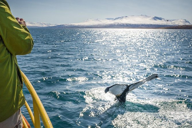 Whale Watching and Sea Angling Tour - Humpbacks, minke whales, and the chance of a blue whale