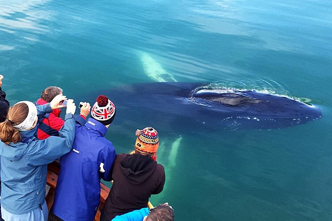 Whale Watching and Sea Angling Tour - Sea angling: a fun extra, not the main event