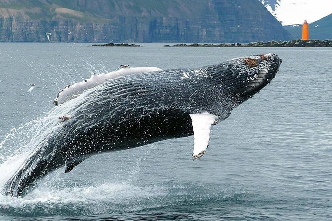 Whale Watching and Sea Angling Tour - How the $100 price holds up