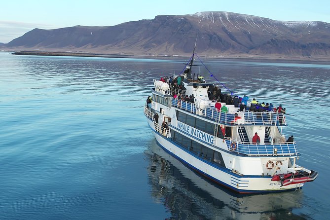 Whale-Watching Boat Tour with Expert Guide from Reykjavik - What you might see in the bay
