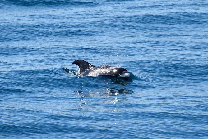 Whale-Watching Boat Tour with Expert Guide from Reykjavik - Deck views, crowding, and the best place to stand