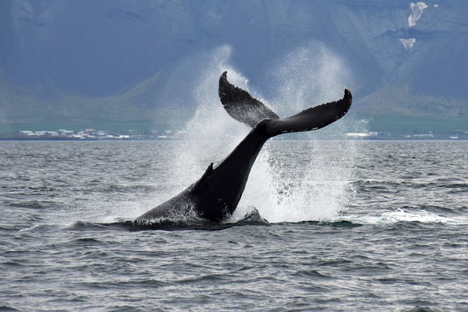 Whale-Watching Boat Tour with Expert Guide from Reykjavik - Cold, wind, and seasickness