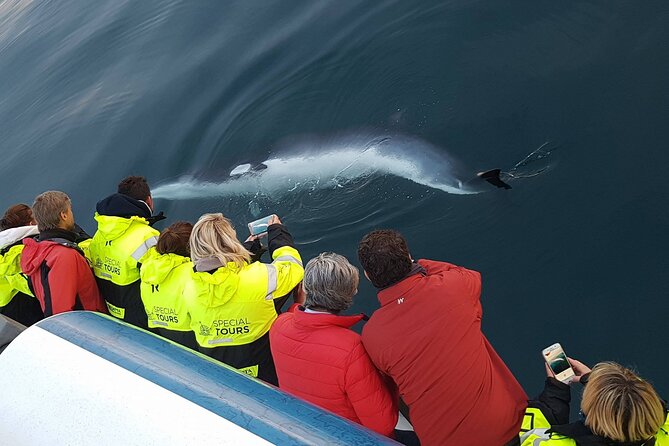 Whale-Watching Boat Tour with Expert Guide from Reykjavik - Is $86.51 a fair price?