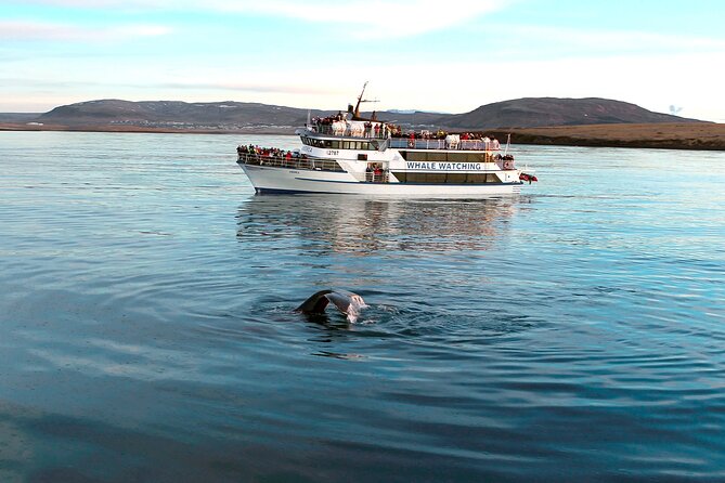Whale-Watching Boat Tour with Expert Guide from Reykjavik - Who should book this Reykjavik whale tour?