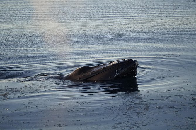 Whale-Watching Boat Tour with Expert Guide from Reykjavik - Cancellation, weather, and practical booking details