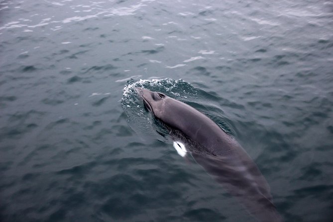 Whale-Watching Boat Tour with Expert Guide from Reykjavik - How the guide shapes the experience