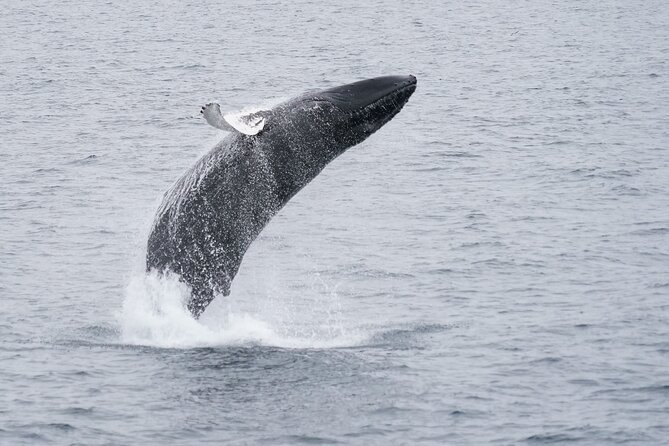 Whale Watching Cruise on a Yacht in Reykjavik - Dolphins, porpoises, seals, and the chance of orcas