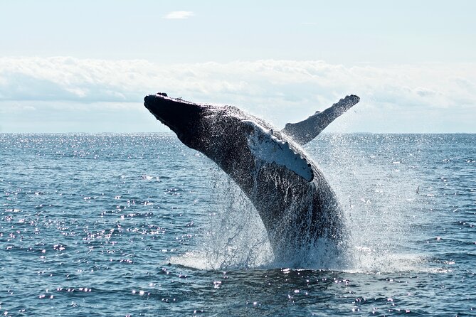 Whale Watching Cruise on a Yacht in Reykjavik - Faxaflói Bay and the islands along the route