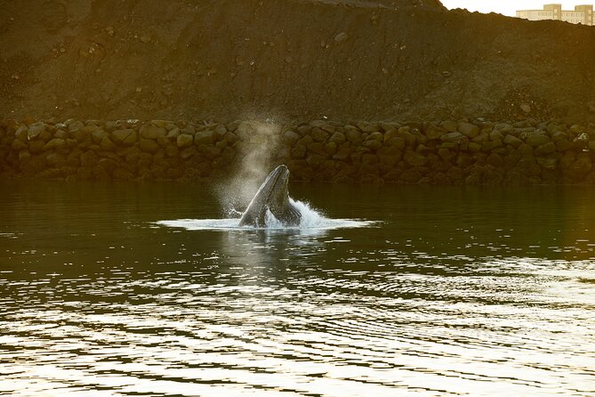 Whale Watching Cruise on a Yacht in Reykjavik - Harpa and Reykjavík from the water