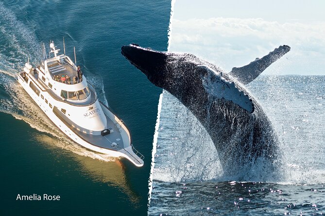 Whale Watching Cruise on a Yacht in Reykjavik - The guide, crew, and pace of the search