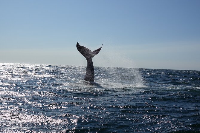 Whale Watching Cruise on a Yacht in Reykjavik - Watching for minke and humpback whales