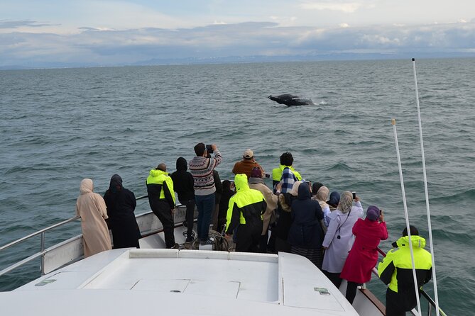 Whale Watching & Dolphin Yacht Cruise - Sailing out from Reykjavik’s Old Harbor
