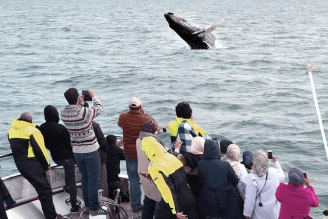 Whale Watching & Dolphin Yacht Cruise - What the guide adds to the trip
