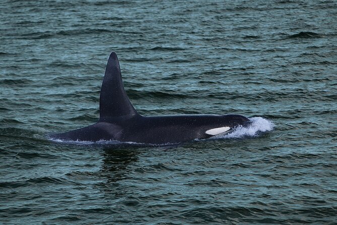 Whale Watching & Dolphin Yacht Cruise - Viewing decks, cabins, and the bar