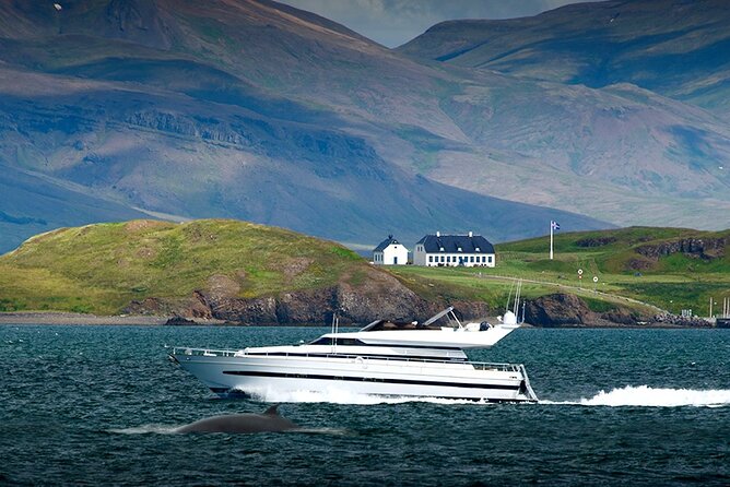 Whale Watching & Dolphin Yacht Cruise - How the three hours usually feel