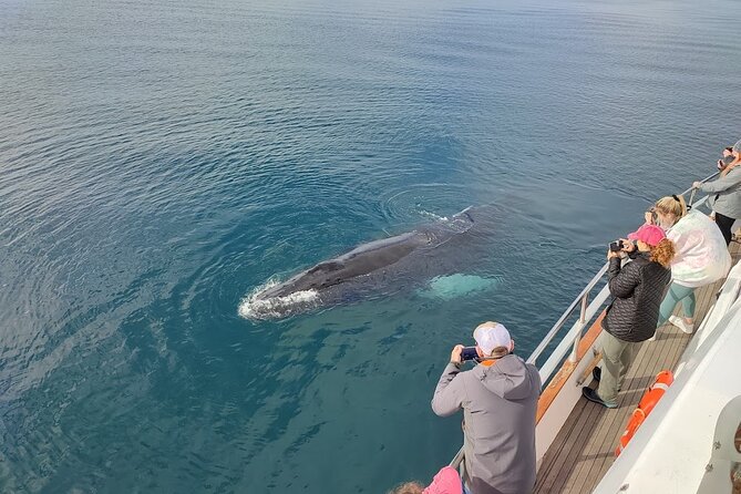 Whale Watching & Dolphin Yacht Cruise - Is $108.61 a fair price?