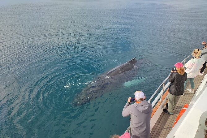 Whale Watching & Dolphin Yacht Cruise - Best seasons and weather expectations