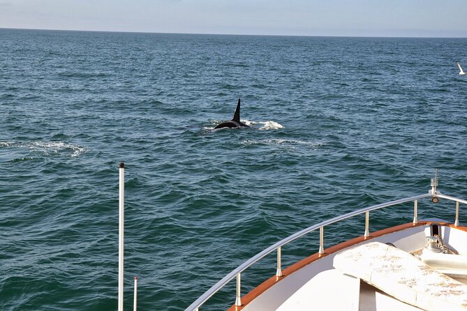 Whale Watching & Dolphin Yacht Cruise - Who will enjoy this yacht cruise most?
