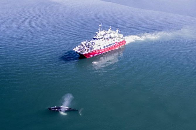 Whale Watching from Downtown Akureyri - Boarding at Oddeyrarbót 2 in downtown Akureyri